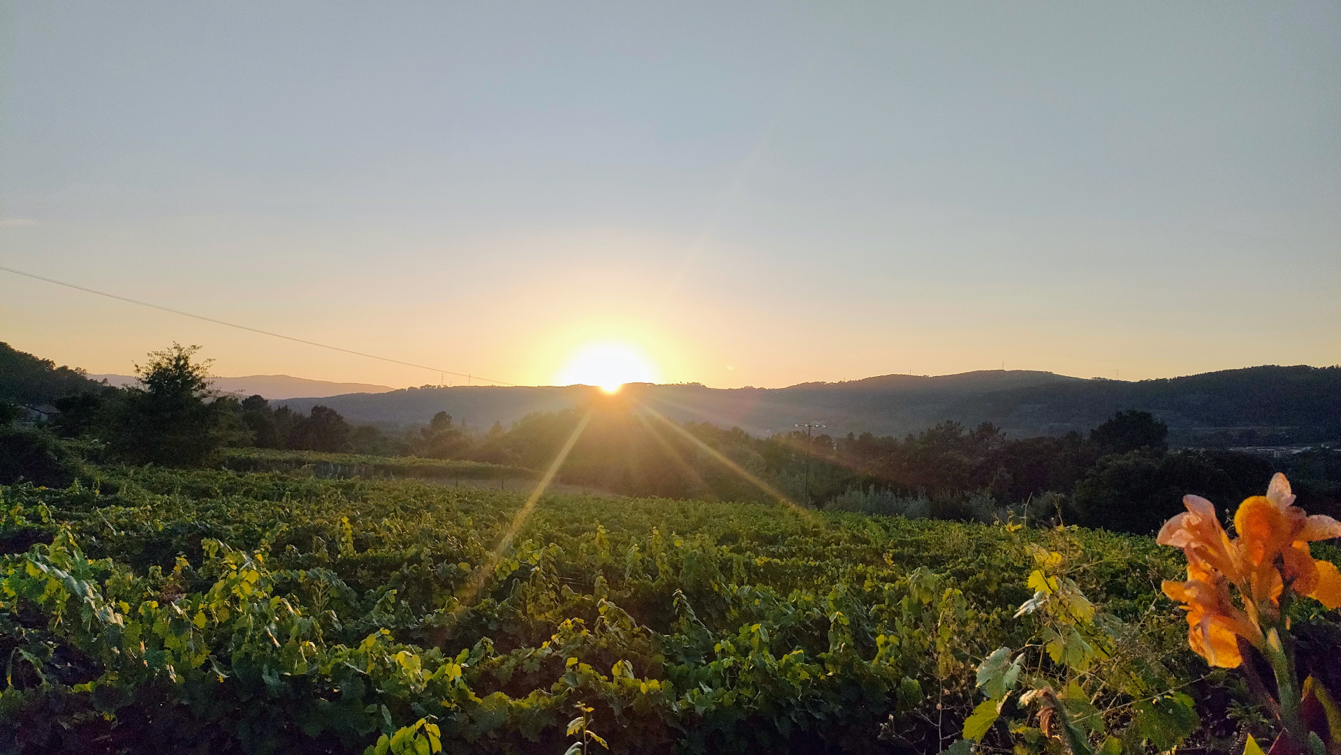 Viñedos del Ribeiro en la mañana